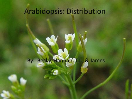 Arabidopsis: Distribution By: Becky, Hannah, T.J., & James.