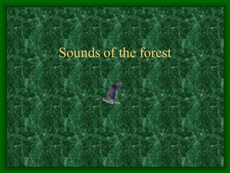 Sounds of the forest Topic: Our lesser brothers Kagosian A.K. Sochi gymnasium 16 Teacher of English New Millennium Form 10.