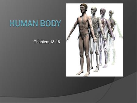 Human Body Chapters 13-16.