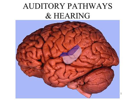 Anthony J Greene1 AUDITORY PATHWAYS & HEARING. Anthony J Greene2.