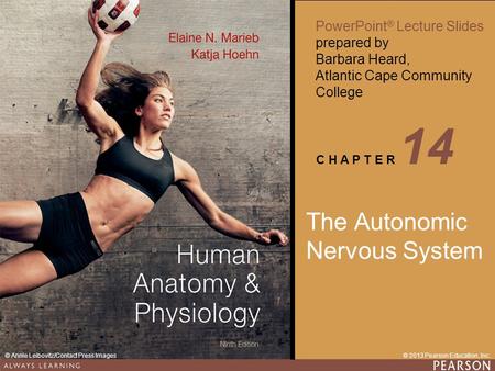 The Autonomic Nervous System