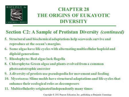 CHAPTER 28 THE ORIGINS OF EUKAYOTIC DIVERSITY Copyright © 2002 Pearson Education, Inc., publishing as Benjamin Cummings Section C2: A Sample of Protistan.