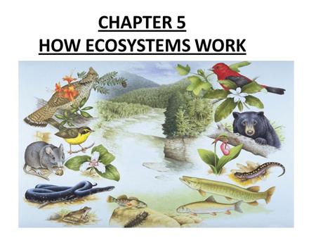 CHAPTER 5 HOW ECOSYSTEMS WORK