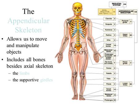 The Appendicular Skeleton Allows us to move and manipulate objects Includes all bones besides axial skeleton: –the limbs –the supportive girdles.