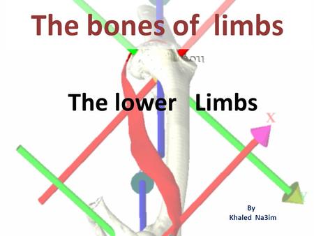 The bones of limbs The lower Limbs By Khaled Na3im.