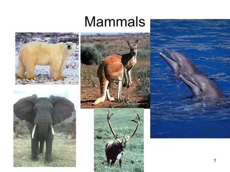 1 Mammals. 2 Class Mammalia The name mammalia is derived from mammary glands. These glands produce milk to nourish newborns. Females are the only sex.