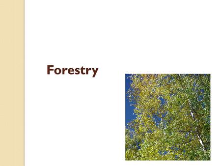 Forestry. Coniferous: cone bearing trees that keep their leaves all year round. Examples include Spruce and Pine. Coniferous trees account for 63% of.