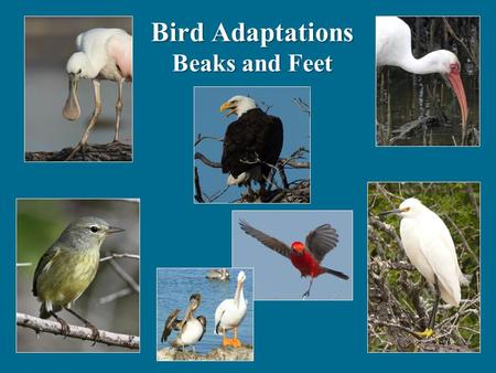 Bird Adaptations Beaks and Feet. Birds have different kinds of beaks because they eat different things Which has the best for catching and eating bugs?