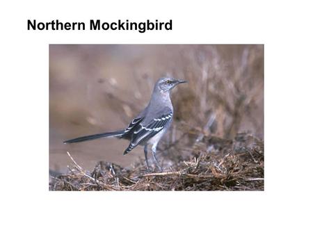 Northern Mockingbird. Copyright © 2002 OSI Software, Inc. All rights reserved. PI OLE DB COM Connector Making Relational Databases Look Like PI Benny.