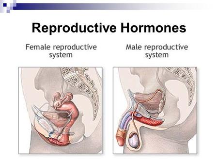 Reproductive Hormones. Male gonads (testes) produce sperm. Female gonads (ovaries) produce eggs.