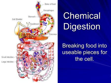 Chemical Digestion Breaking food into useable pieces for the cell.