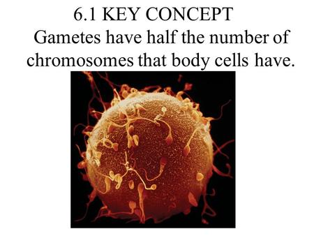 You have body cells and gametes.