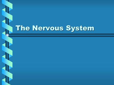 The Nervous System. I. The Nervous System A. Two main divisions: Two main divisionsTwo main divisions 1.The Central Nervous System (CNS) 2.The Peripheral.