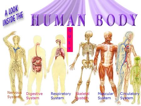 Digestive System Circulatory System Skeletal System Respiratory System Nervous System Muscular System QUITQUIT.