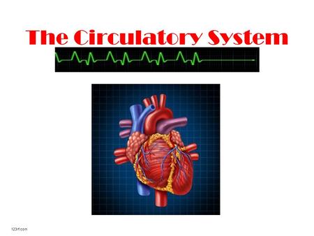 The Circulatory System 123rf.com. Where is your heart located? Many people think their heart is located on the left side of their chest. It is actually.