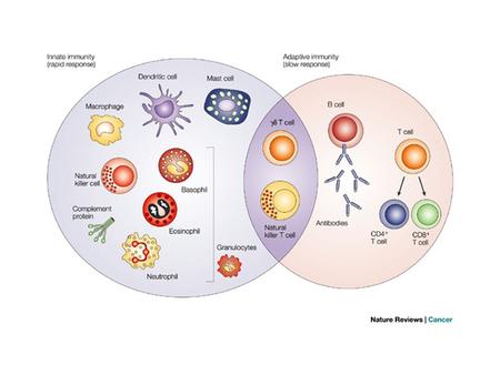 BIOT 307 MOLECULAR IMMUNOLOGY INNATE IMMUNITY External – Skin – Epidermis and dermis are protective layers – Other protectants pH ~ 3-5 b/c of sebum.