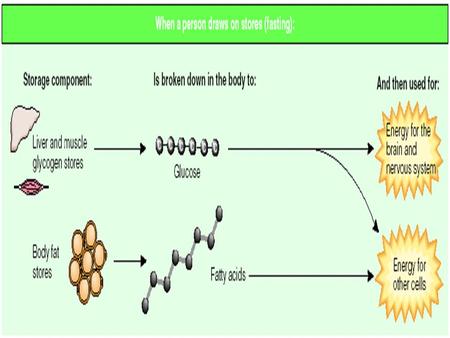 Figure 6-5 (continued fasting). Energy Balance and Weight Management ENERGY IN  Regulation of food intake:  Hunger  Satiation and satiety  Appetite.