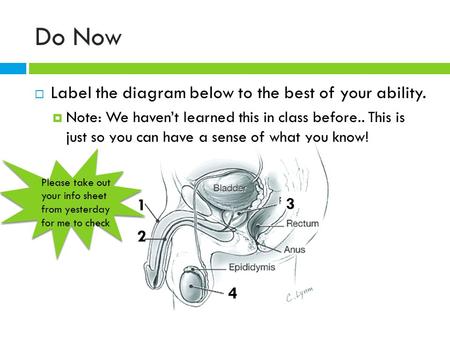 Do Now  Label the diagram below to the best of your ability.  Note: We haven’t learned this in class before.. This is just so you can have a sense of.