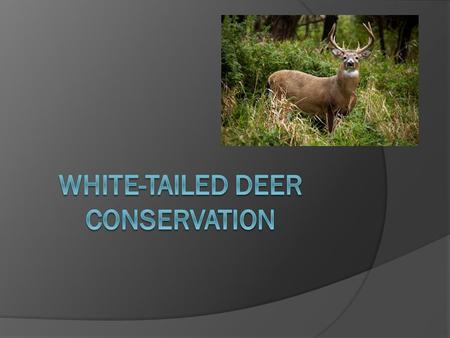 White-tail Deer Season  Opening Day is in less than two weeks.  Hunting White-tail deer prevents their extinction in PA.  What do you think of that.