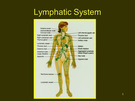 1 Lymphatic System. 2 Functions Return fluid to general circulation Production of WBCs Immunity.