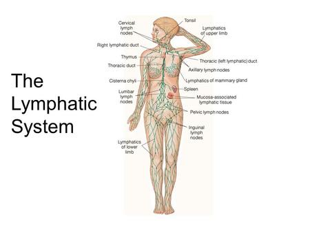 The Lymphatic System. Roles of the Lymphatic System 1)One-way drainage system 2) Lipid Absorption from Small Intestine 3) Produce & circulates Immune.