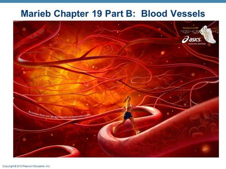 Marieb Chapter 19 Part B: Blood Vessels