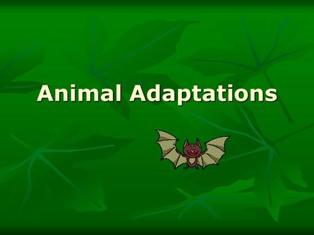 Animal Adaptations. Activity1: Adaptation Notes Adaptations = anything that helps an animal survive in their environment Structural = StructuralBehavioral.