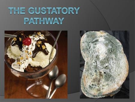 The gustatory pathway.