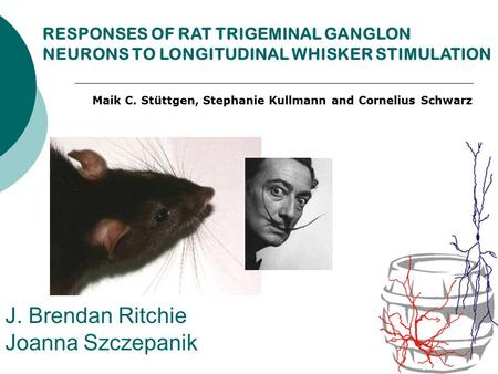 J. Brendan Ritchie Joanna Szczepanik RESPONSES OF RAT TRIGEMINAL GANGLON NEURONS TO LONGITUDINAL WHISKER STIMULATION Maik C. Stüttgen, Stephanie Kullmann.