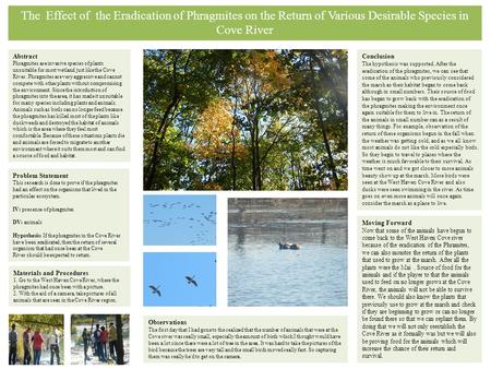 Abstract Phragmites are invasive species of plants unsuitable for most wetland just like the Cove River. Phragmites are very aggressive and cannot compete.