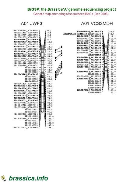 BrGSP: the Brassica 'A' genome sequencing project Genetic map anchoring of sequenced BACs (Dec 2008) A01 JWF3 A01 VCS3MDH.