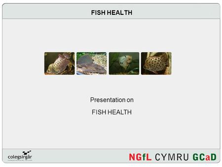 FISH HEALTH Presentation on FISH HEALTH. How do you know if a fish is healthy? Name four indicators of good health in fish Describe five symptoms of ill.