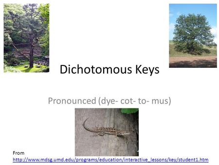 Pronounced (dye- cot- to- mus)