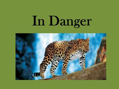 In Danger. Damage - повреждение Deforestation – вырубка леса Destroy - уничтожать Habitat – среда обитания Homeless - бездомный Pollute - загрязнять Species.