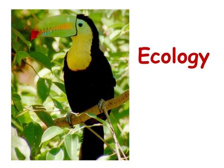 Ecology. WHAT IS ECOLOGY? Ecology- the scientific study of interactions between organisms and their environments, focusing on energy transfer Ecology.