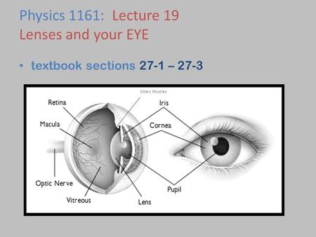 textbook sections 27-1 – 27-3 Physics 1161: Lecture 19 Lenses and your EYE Ciliary Muscles.