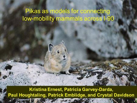 Pikas as models for connecting low-mobility mammals across I-90 Kristina Ernest, Patricia Garvey-Darda, Paul Houghtaling, Patrick Emblidge, and Crystal.