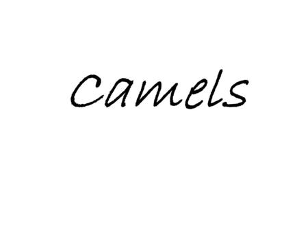 Camels.