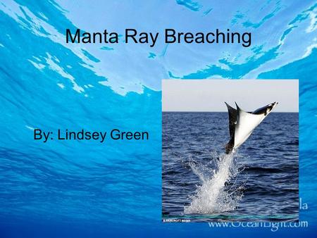 Manta Ray Breaching By: Lindsey Green.. How I Got Started Georgia Aquarium Internship –Alex: Mentor –Designed proposal based on needed research information.