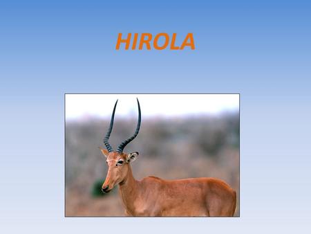 HIROLA.