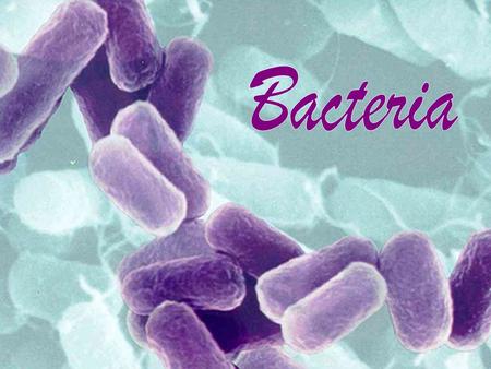 Since bacteria have no true nucleus or organelles surrounded by a membrane, this makes them prokaryotic cells.