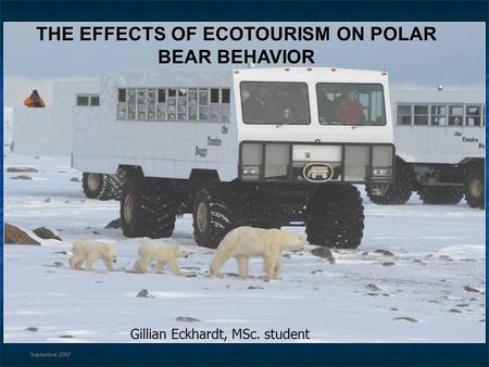 THE EFFECTS OF ECOTOURISM ON POLAR BEAR BEHAVIOR Gillian Eckhardt, MSc. student September 2007.