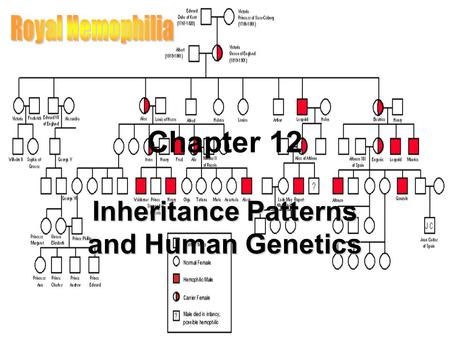 Chapter 12 Inheritance Patterns and Human Genetics.