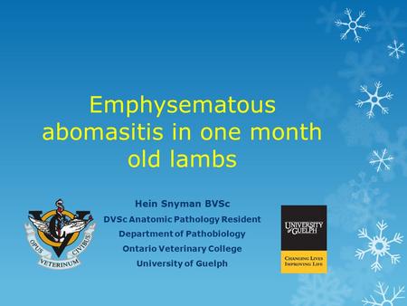 Emphysematous abomasitis in one month old lambs