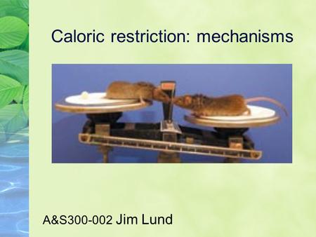 Caloric restriction: mechanisms A&S300-002 Jim Lund.