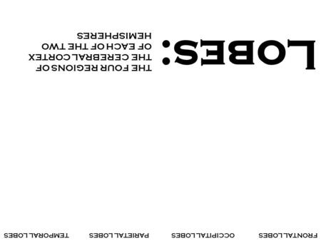 Lobes: FRONTAL LOBESOCCIPITAL LOBESPARIETAL LOBESTEMPORAL LOBES THE FOUR REGIONS OF THE CEREBRAL CORTEX OF EACH OF THE TWO HEMISPHERES.