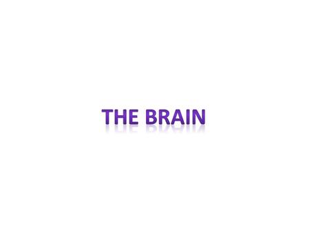 The Brain.