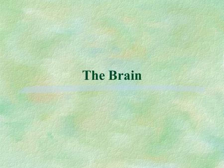 The Brain. Some interesting brain facts §Brain weighs 3 lbs l However, it is completely immersed in liquid (cerebrospinal fluid) and, as a result, its.