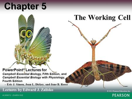 © 2013 Pearson Education, Inc. Lectures by Edward J. Zalisko PowerPoint ® Lectures for Campbell Essential Biology, Fifth Edition, and Campbell Essential.