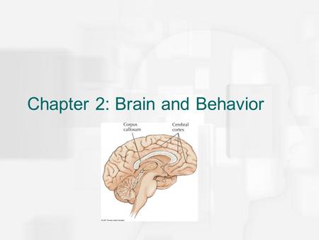 Chapter 2: Brain and Behavior